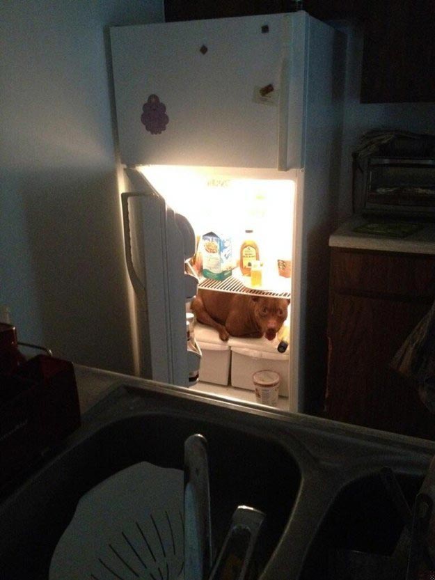 почему никто и никогда не должен заводить питбуля, питбули