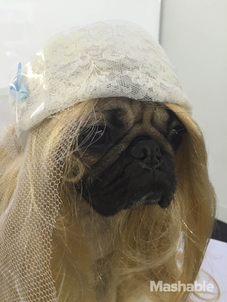 pug doug, мопс воссоздает селфи ким кардашьян