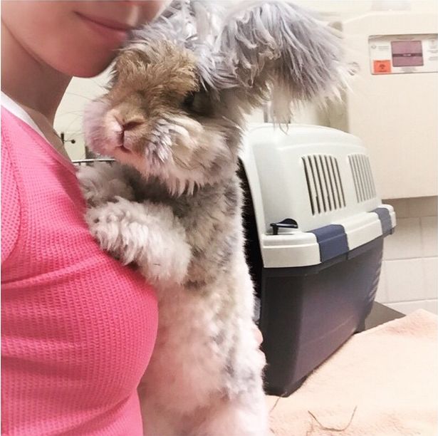 Ангорский кролик Уолли, кролик с огромными ушами, кролик с ушами похожими на крылья ангела, Wally rabbit