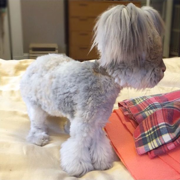 Ангорский кролик Уолли, кролик с огромными ушами, кролик с ушами похожими на крылья ангела, Wally rabbit