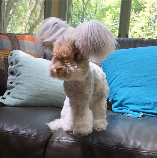 Ангорский кролик Уолли, кролик с огромными ушами, кролик с ушами похожими на крылья ангела, Wally rabbit