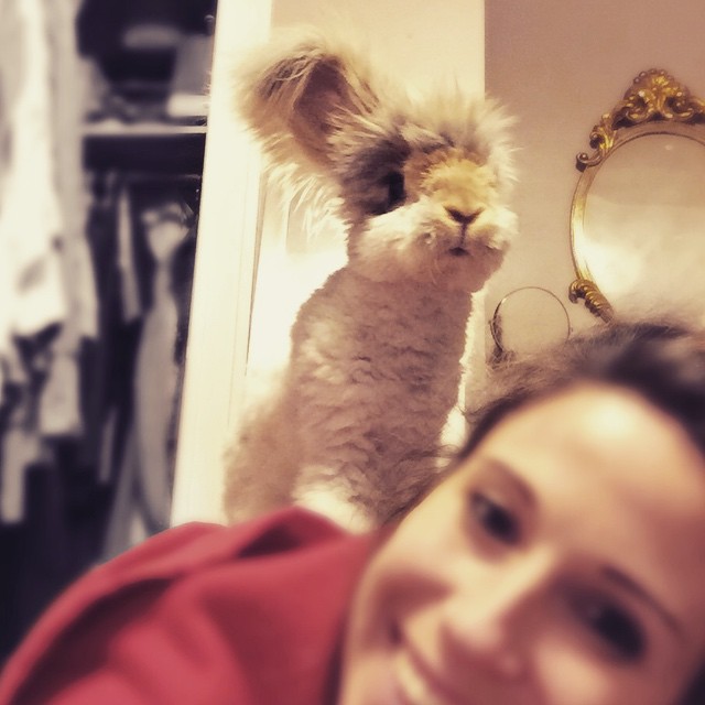 Ангорский кролик Уолли, кролик с огромными ушами, кролик с ушами похожими на крылья ангела, Wally rabbit