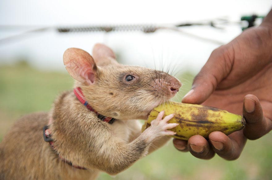 HeroRats,  крысы-сапёры, крысы миноискатели, крысы находят мины 
