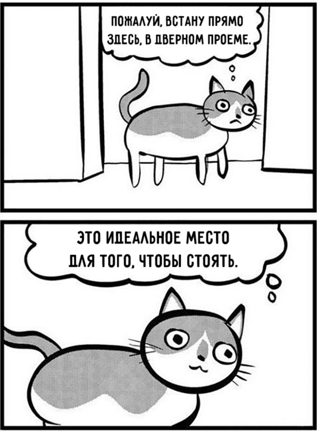 комиксы для котов, смешные комиксы с котами