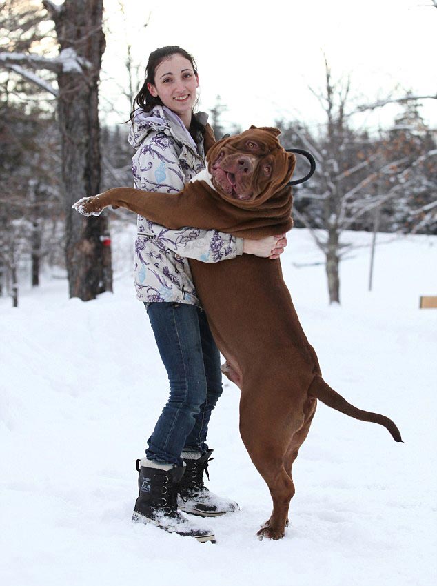 питбуль Халк, Самый большой питбуль в мире, самый большой пит-бультерьер в мире