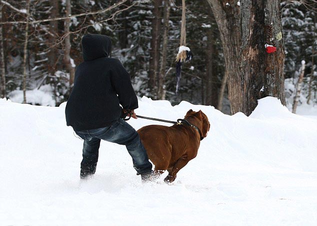 питбуль Халк, Самый большой питбуль в мире, самый большой пит-бультерьер в мире