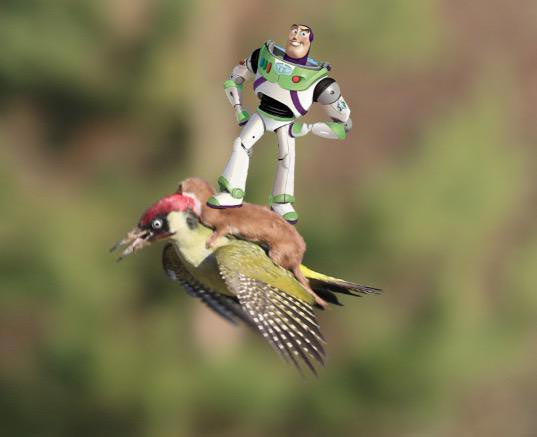 фотожабы полет дятла с лаской, самые смешные фотожабы дятел с лаской, дятел с лаской смешное, путин на дятле