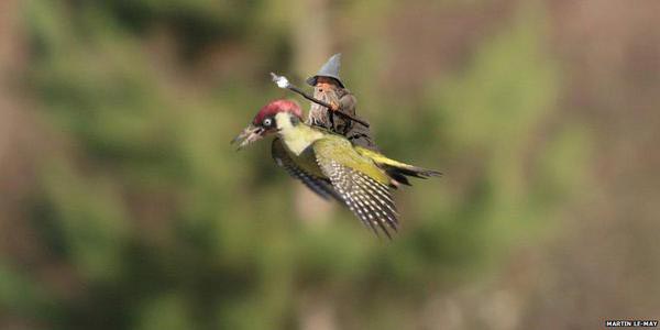 фотожабы полет дятла с лаской, самые смешные фотожабы дятел с лаской, дятел с лаской смешное, путин на дятле