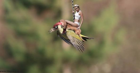 фотожабы полет дятла с лаской, самые смешные фотожабы дятел с лаской, дятел с лаской смешное, путин на дятле