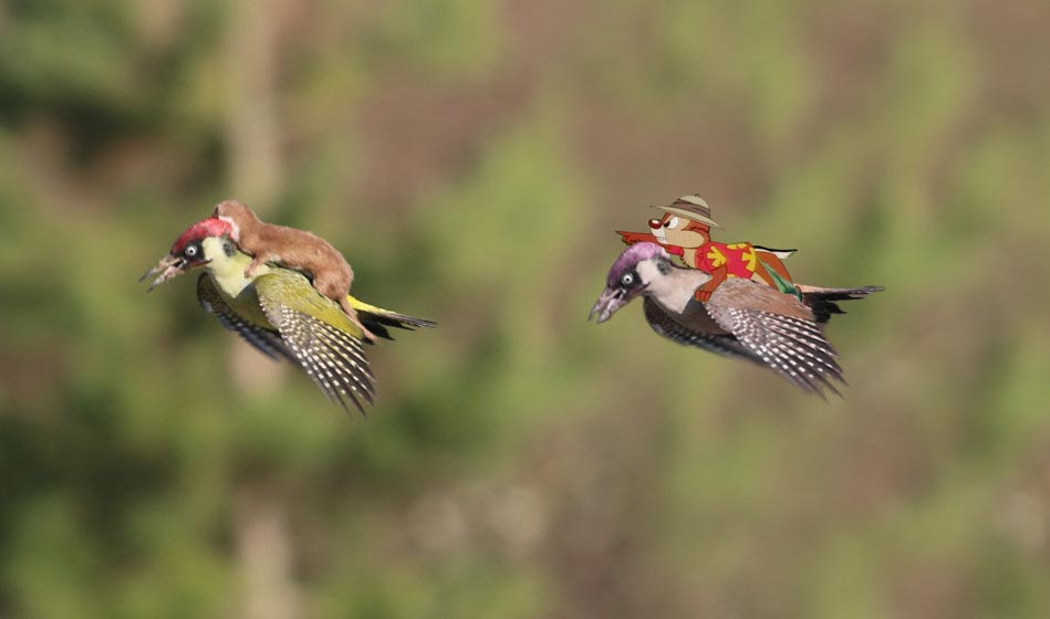 фотожабы полет дятла с лаской, самые смешные фотожабы дятел с лаской, дятел с лаской смешное, путин на дятле