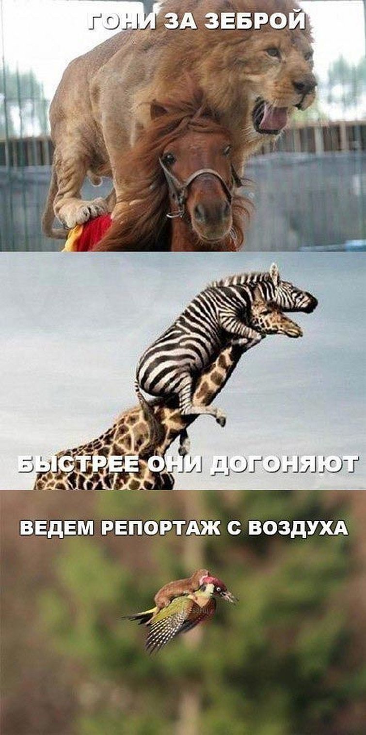 фотожабы полет дятла с лаской, самые смешные фотожабы дятел с лаской, дятел с лаской смешное, путин на дятле