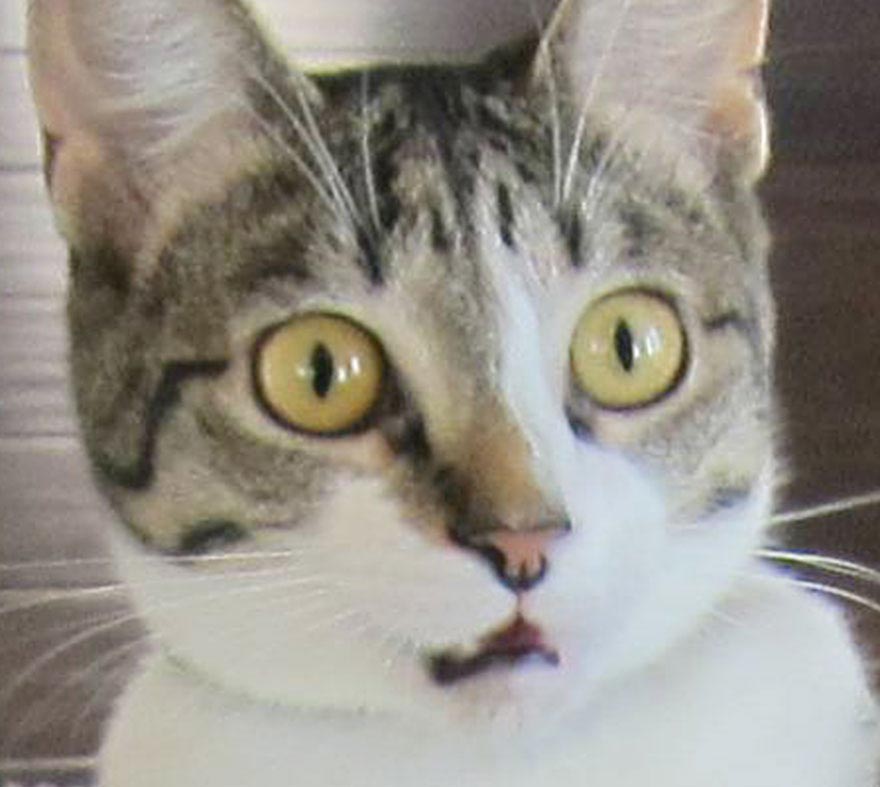 Кошка в шоке: пара забыла сказать своему коту, что у них родился ребенок кошка в шоке, кошке забыли сказать что у них будет ребенок, пара забыла сказать кошке о ребенке