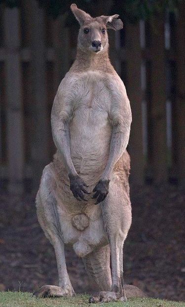 красный кенгуру Роджер, Роджер кенгуру качок, Роджер кенгуру бодибилдер, гигантский кенгуру Роджер, Роджер кенгуру мускулистый