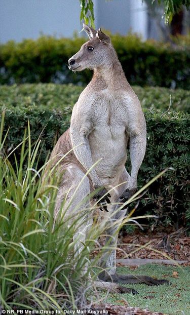 красный кенгуру Роджер, Роджер кенгуру качок, Роджер кенгуру бодибилдер, гигантский кенгуру Роджер, Роджер кенгуру мускулистый