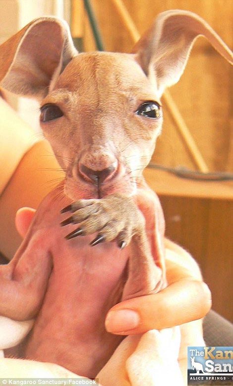 красный кенгуру Роджер, Роджер кенгуру качок, Роджер кенгуру бодибилдер, гигантский кенгуру Роджер, Роджер кенгуру мускулистый