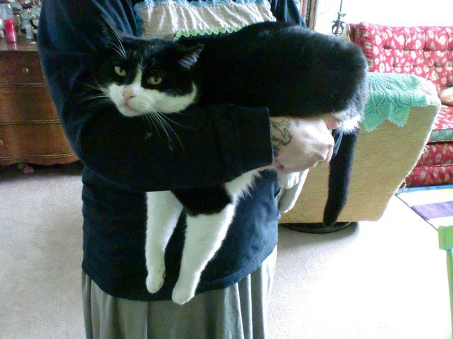 кошачьи обнимашки, кошки хотят обниматься сейчас, кошки любят обниматься, кошки нуждаются в объятиях, кошки обнимаются