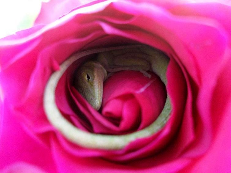 ящерица в розе, ящерица спала в бутоне розы, кровать из роз ящерица