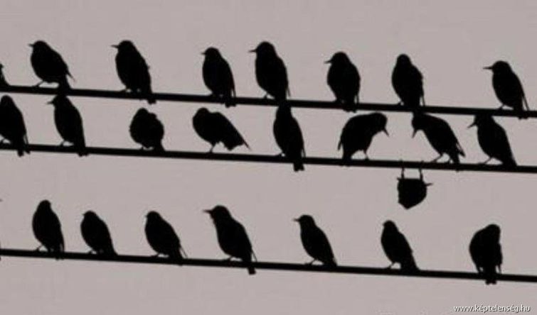 смешные животные, животные забыли, что они животные