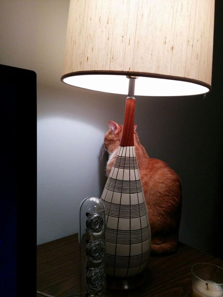 смешные животные, животные забыли, что они животные