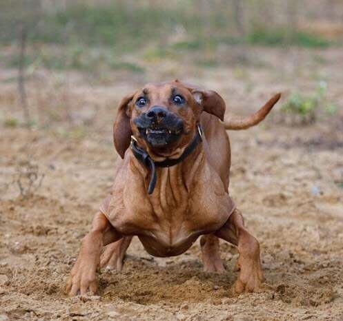 смешные животные, животные забыли, что они животные