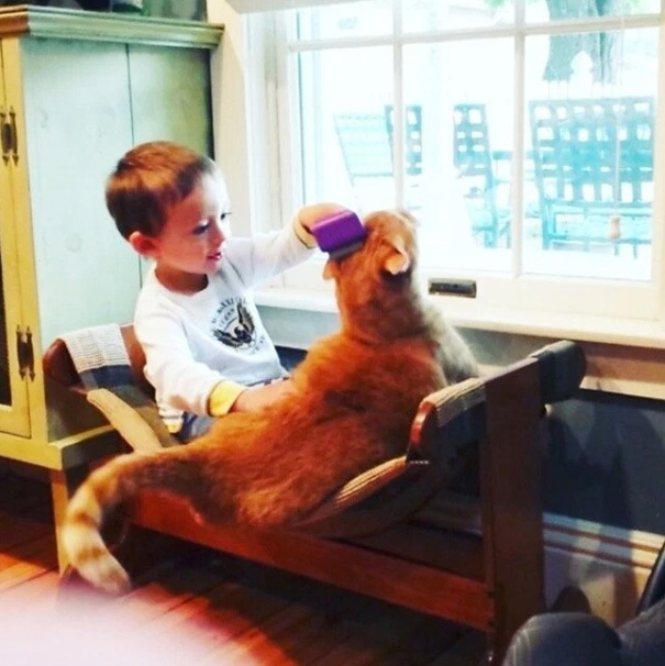 рыжий кот ларри, кот который стал няней мальчику