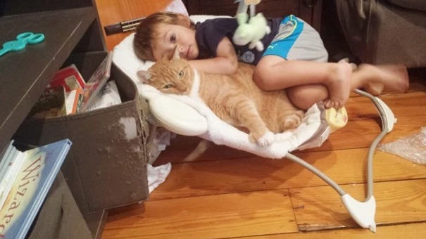 рыжий кот ларри, кот который стал няней мальчику