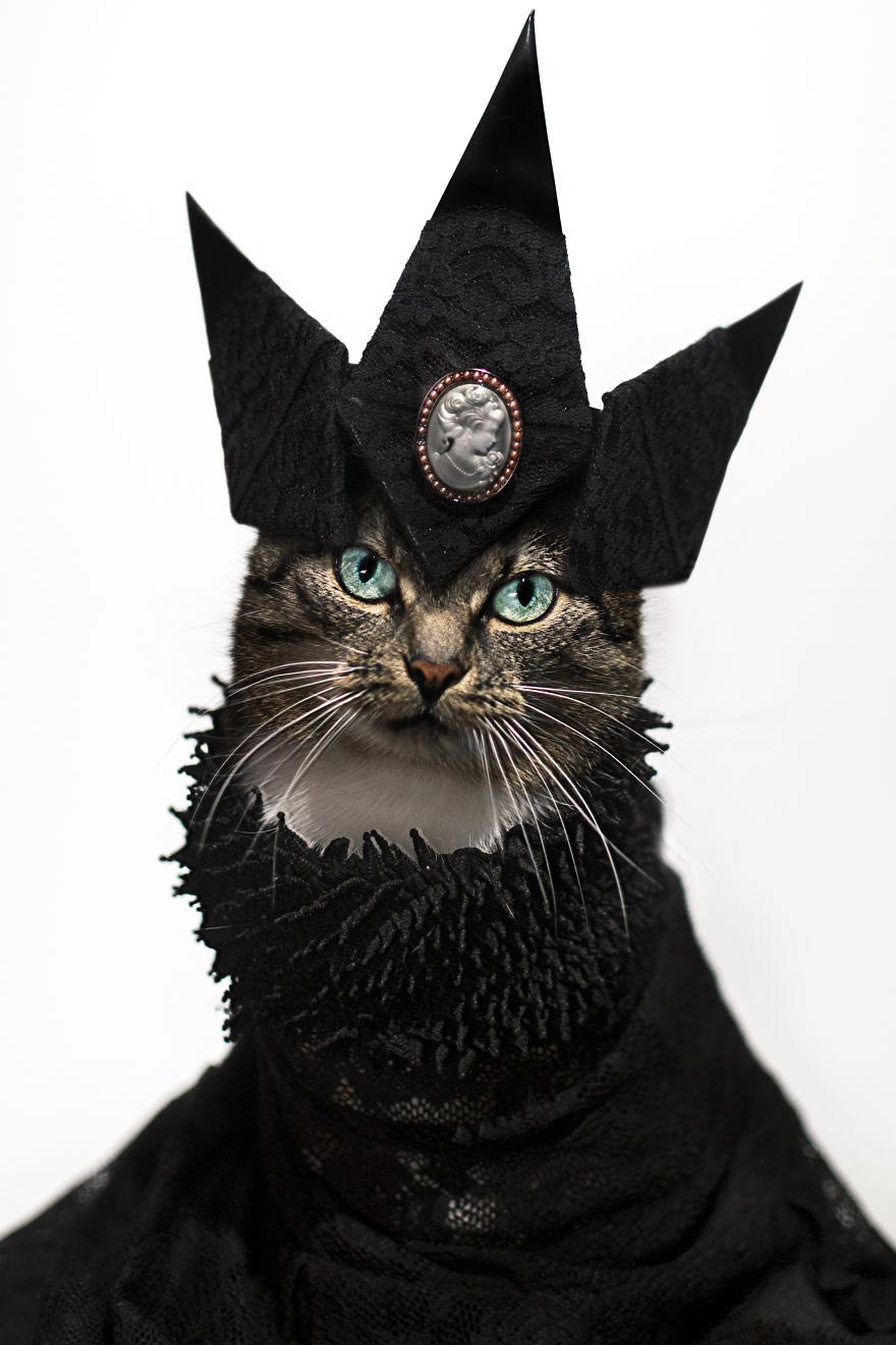 Jason McGroarty, cat Hummus, Leukemic Cat, Кошка Хумус, кошка с лейкемией