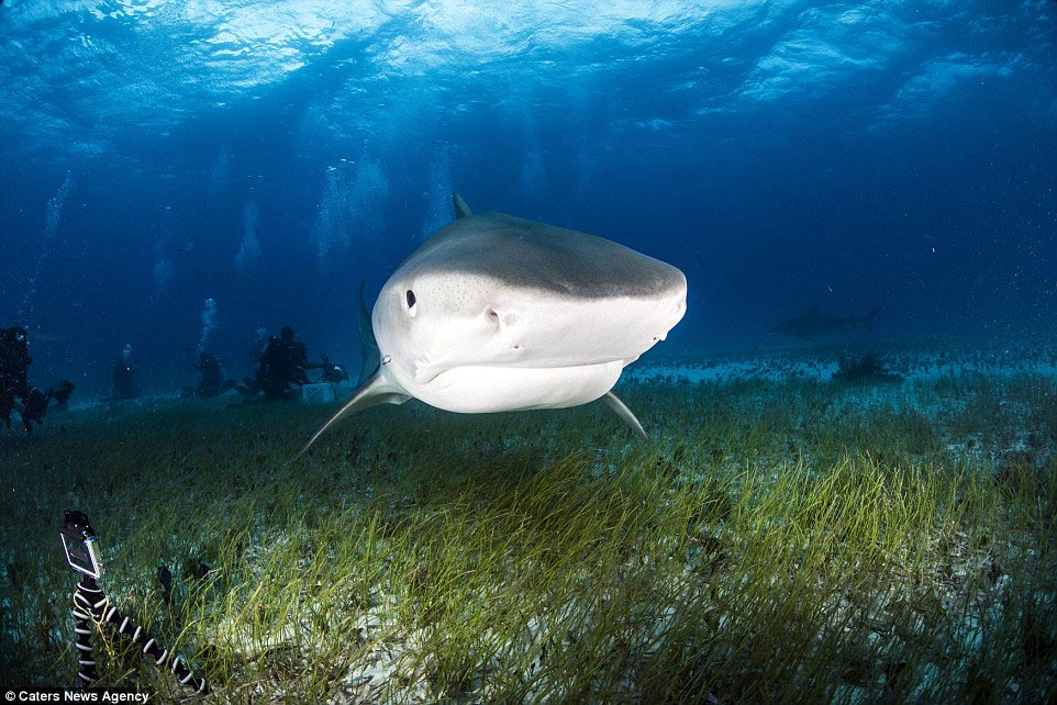 Адам Хэнлон, Adam Hanlon, как выглядит пасть акулы изнутри