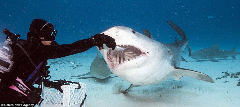 Адам Хэнлон, Adam Hanlon, как выглядит пасть акулы изнутри