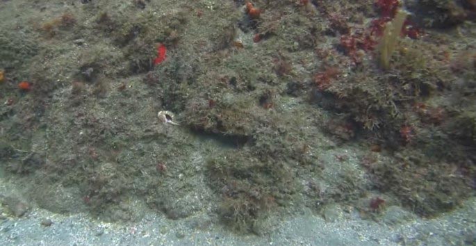 маскировка осьминога, как осьминог маскируется, маскировка осьминога видео