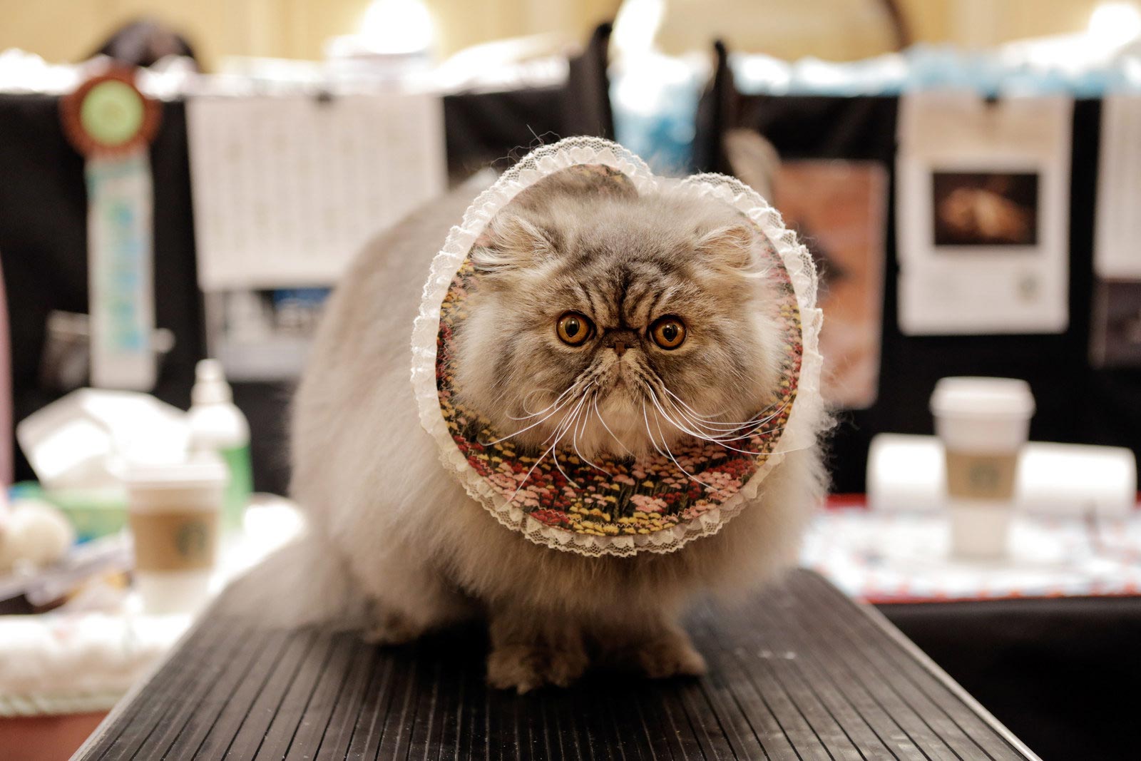 30 безумно очаровательных кошек с норвежской выставки пушистых красавцев выставка кошек, National Norwegian Forest Cat Breed Club Show, национальная норвежская выставка кошек