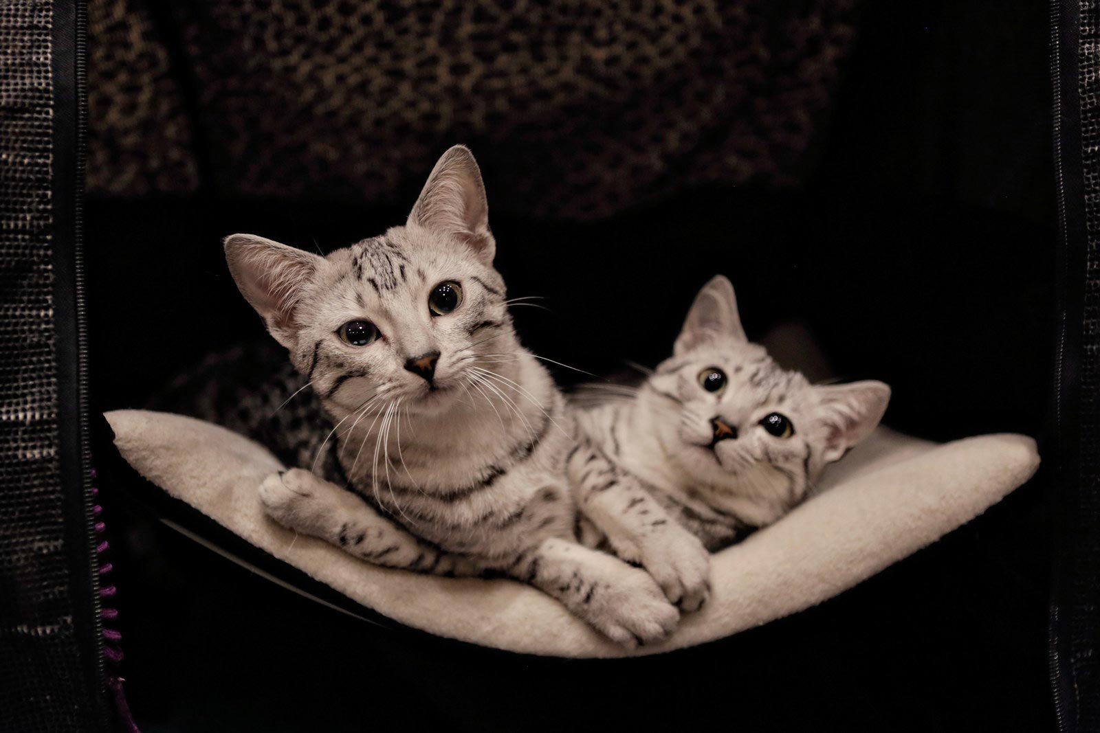 30 безумно очаровательных кошек с норвежской выставки пушистых красавцев выставка кошек, National Norwegian Forest Cat Breed Club Show, национальная норвежская выставка кошек