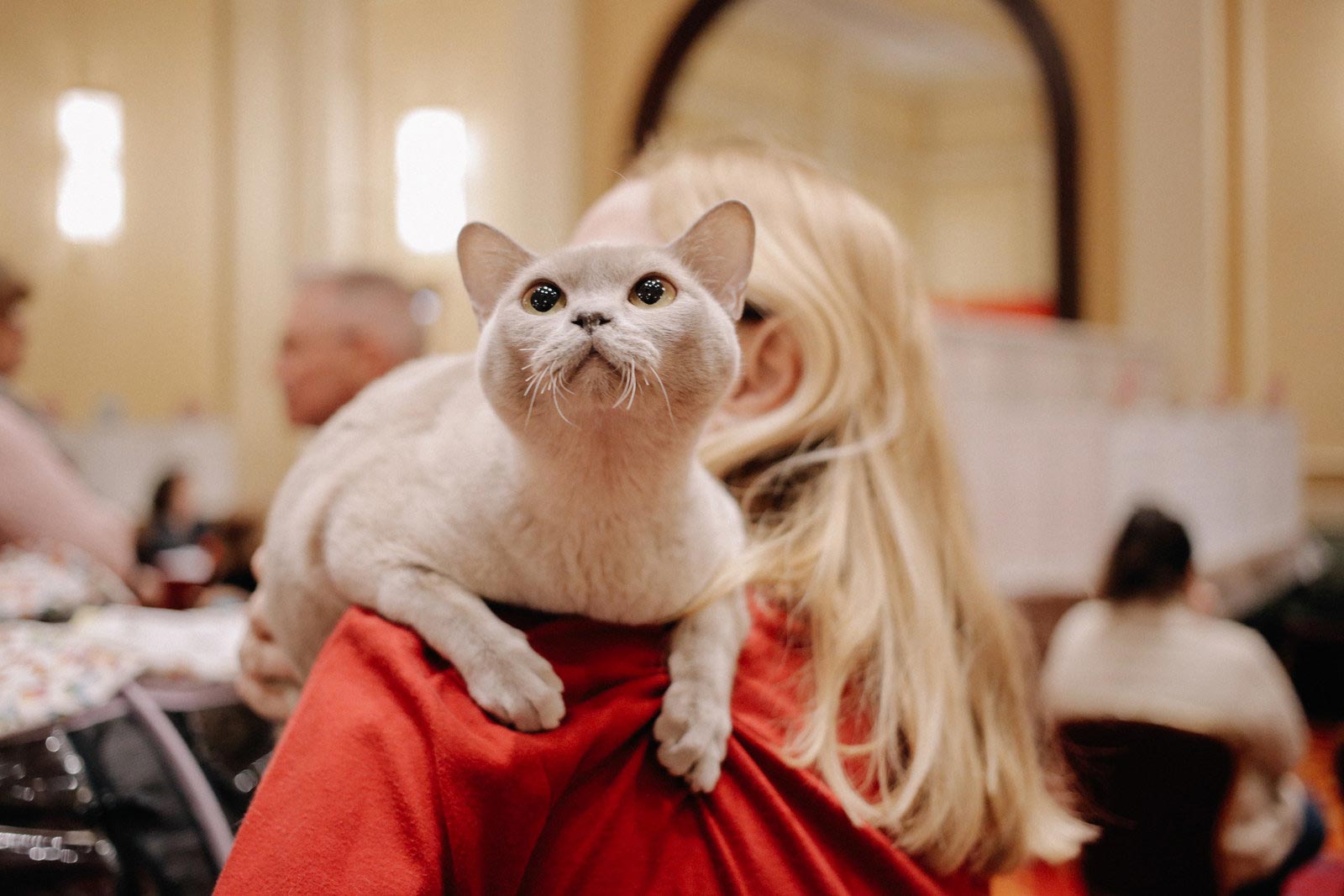 30 безумно очаровательных кошек с норвежской выставки пушистых красавцев выставка кошек, National Norwegian Forest Cat Breed Club Show, национальная норвежская выставка кошек