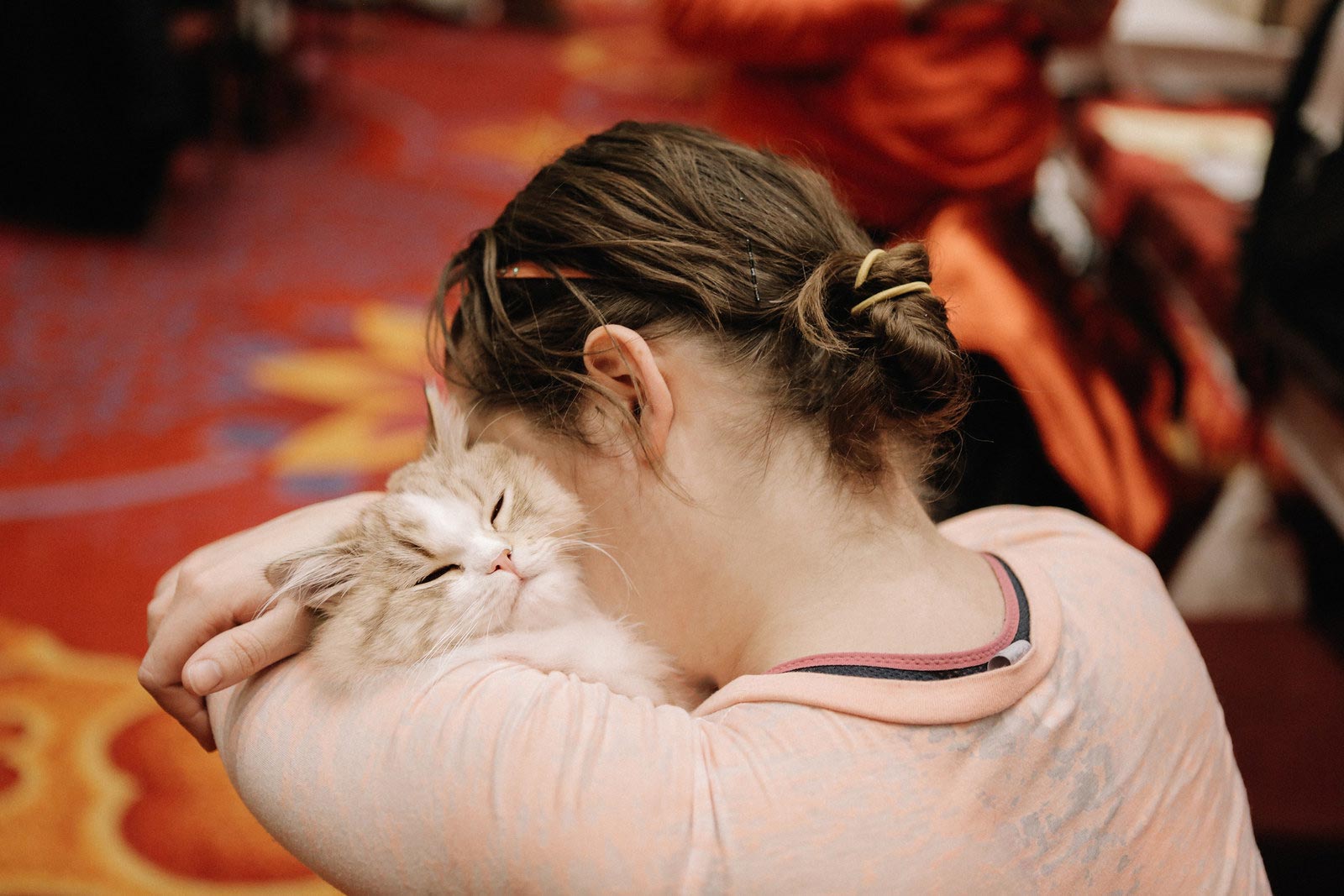 30 безумно очаровательных кошек с норвежской выставки пушистых красавцев выставка кошек, National Norwegian Forest Cat Breed Club Show, национальная норвежская выставка кошек