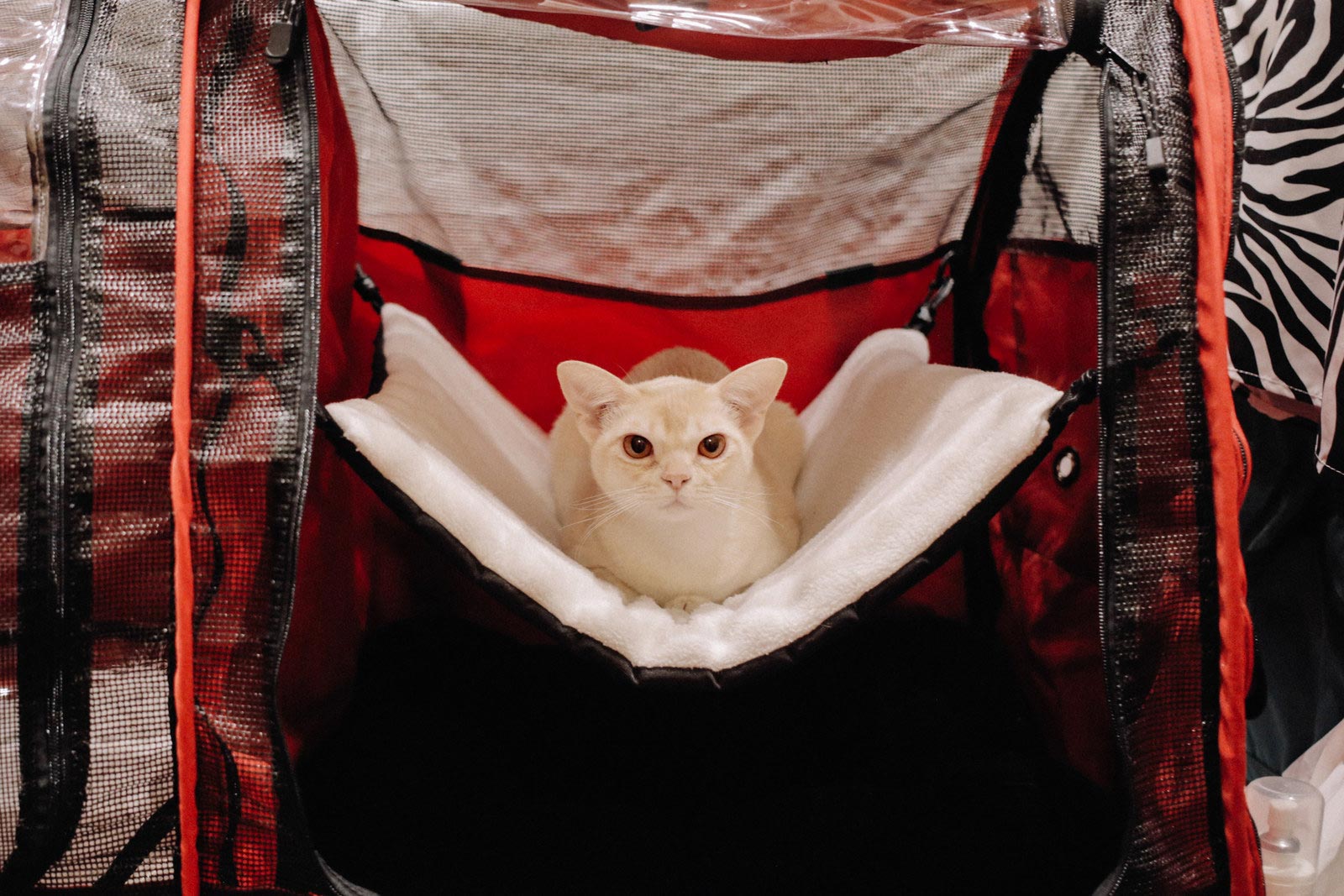 30 безумно очаровательных кошек с норвежской выставки пушистых красавцев выставка кошек, National Norwegian Forest Cat Breed Club Show, национальная норвежская выставка кошек