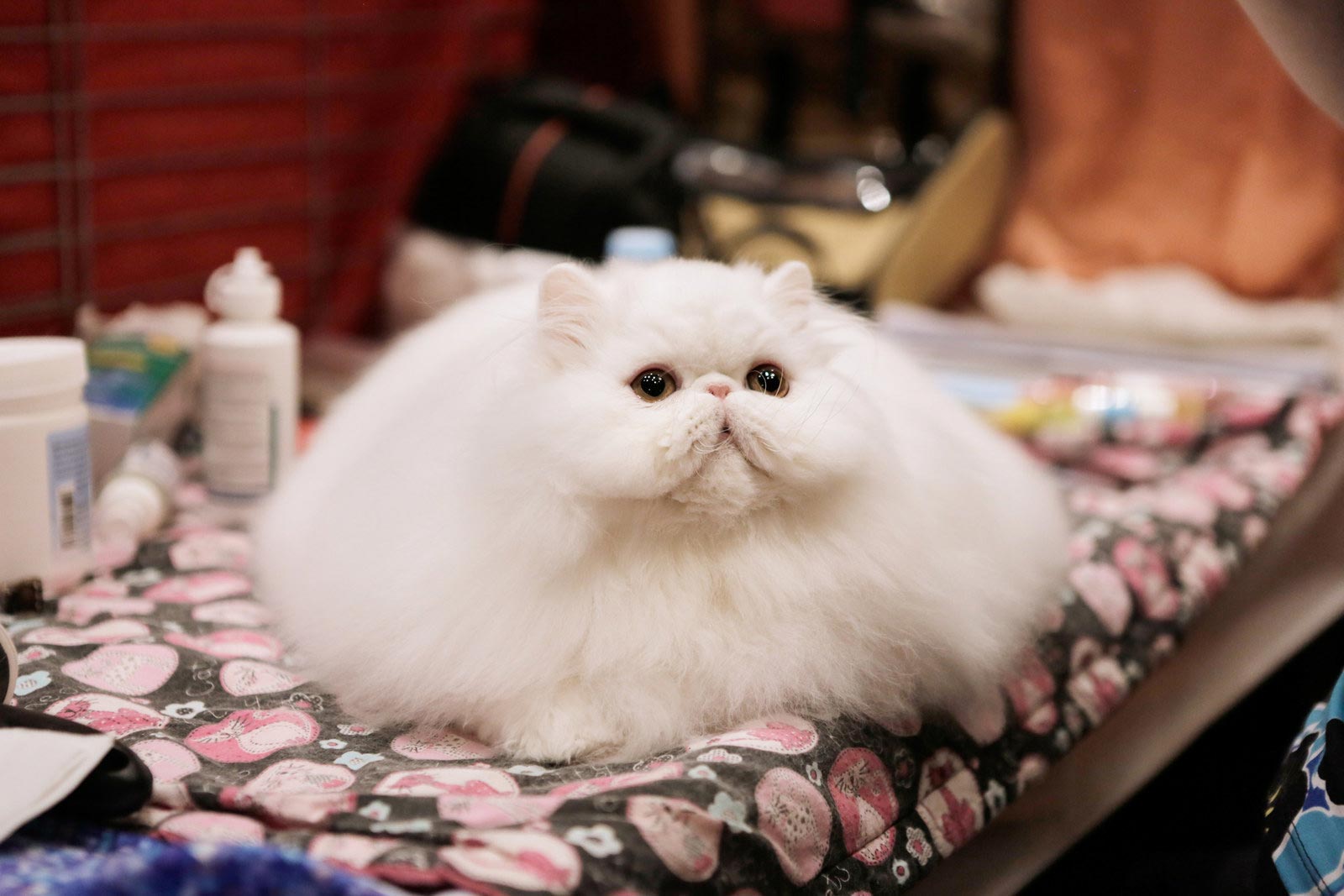 Толстого кота в мире. Пушистая кошка. Самый пушистый кот. Самый пушистый кот в мире. Милые пушистые котики.