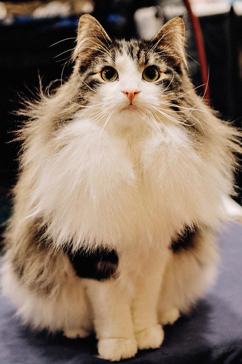 30 безумно очаровательных кошек с норвежской выставки пушистых красавцев выставка кошек, National Norwegian Forest Cat Breed Club Show, национальная норвежская выставка кошек