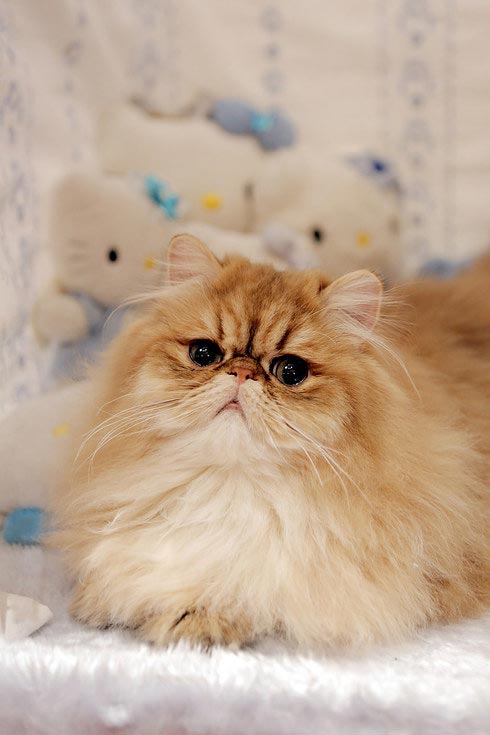 30 безумно очаровательных кошек с норвежской выставки пушистых красавцев выставка кошек, National Norwegian Forest Cat Breed Club Show, национальная норвежская выставка кошек