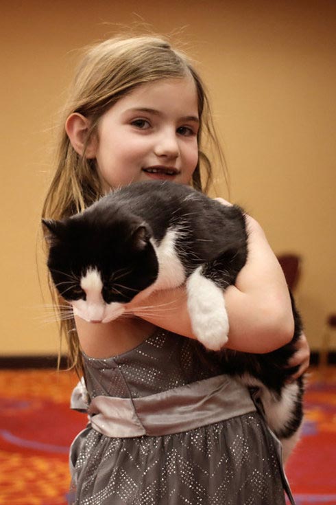 30 безумно очаровательных кошек с норвежской выставки пушистых красавцев выставка кошек, National Norwegian Forest Cat Breed Club Show, национальная норвежская выставка кошек