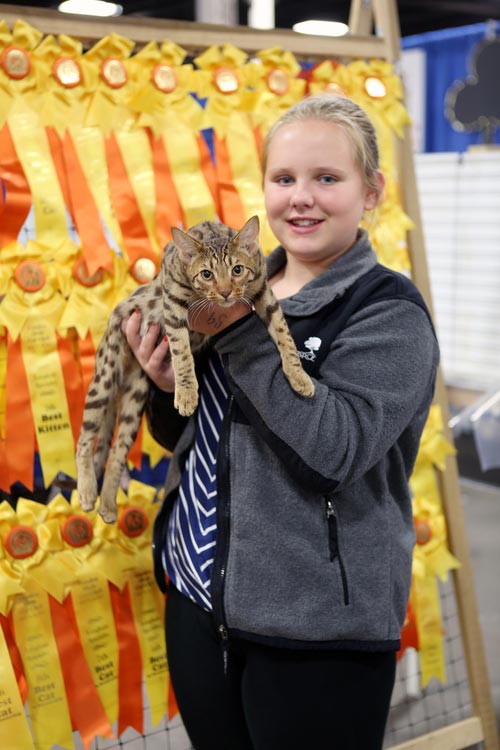 30 безумно очаровательных кошек с норвежской выставки пушистых красавцев выставка кошек, National Norwegian Forest Cat Breed Club Show, национальная норвежская выставка кошек