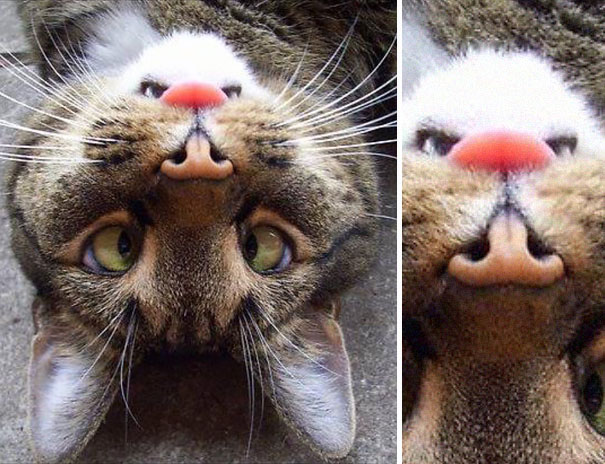 как две капли воды, двойники, Люди и предметы похожие на другие вещи 