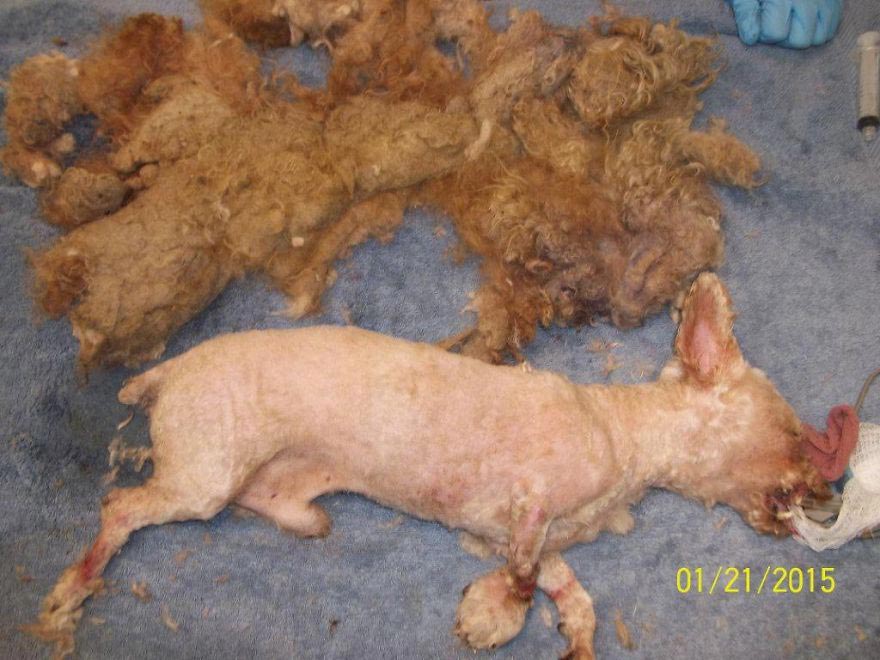 Amaze-Bobb dog, пудель Бобб, преображение собаки