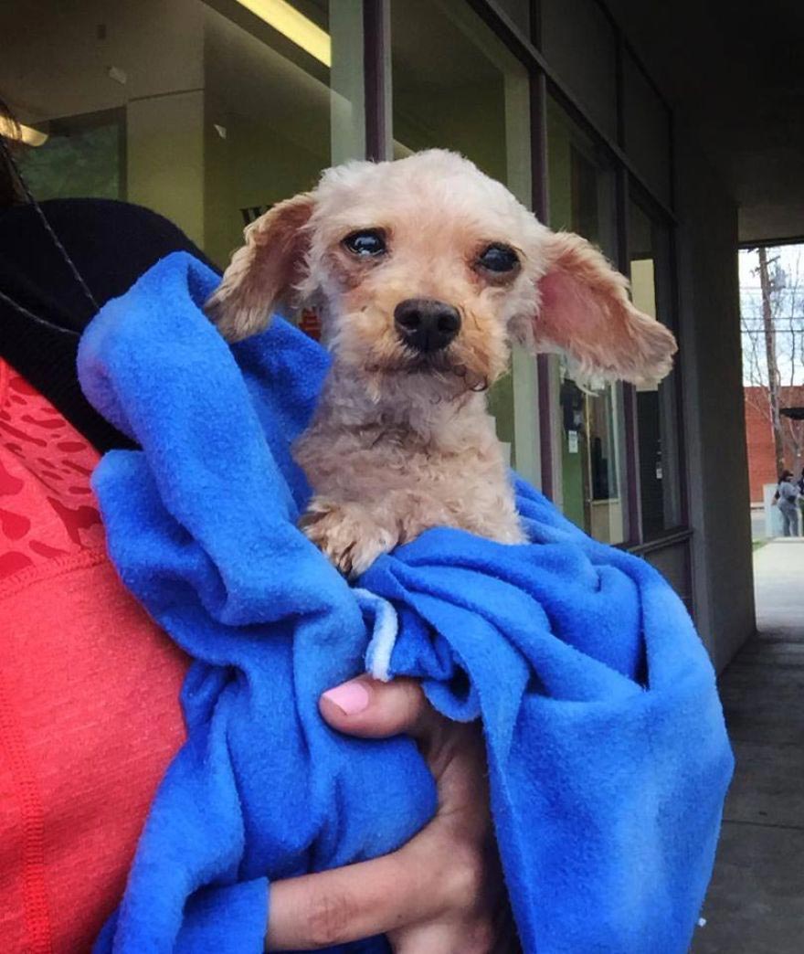 Amaze-Bobb dog, пудель Бобб, преображение собаки