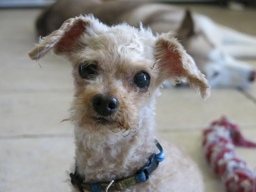 Amaze-Bobb dog, пудель Бобб, преображение собаки