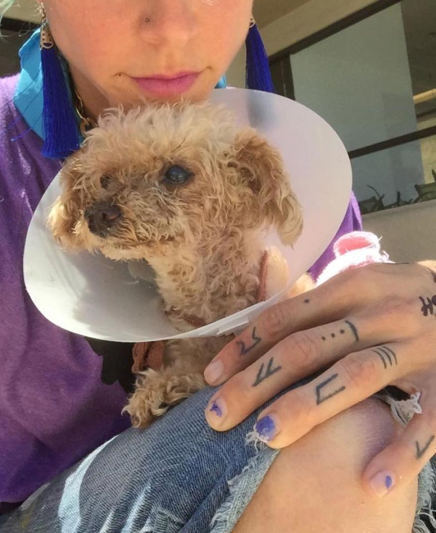 Amaze-Bobb dog, пудель Бобб, преображение собаки