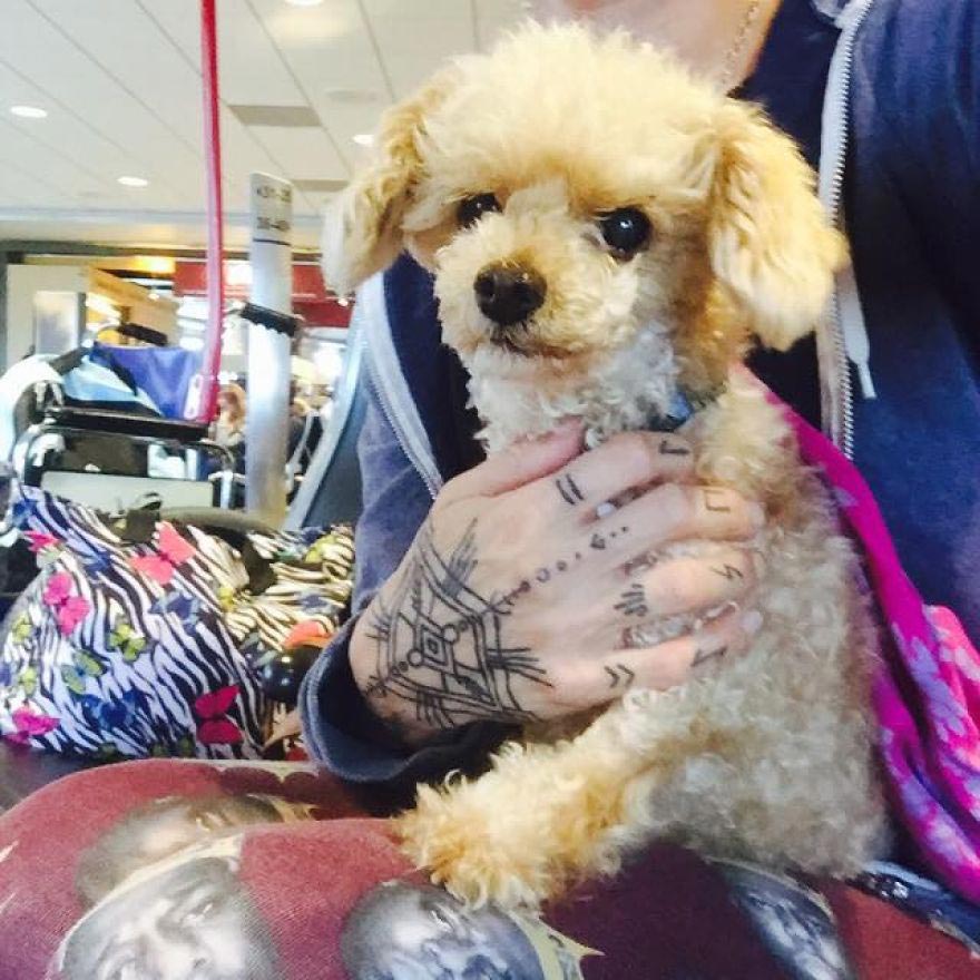 Amaze-Bobb dog, пудель Бобб, преображение собаки