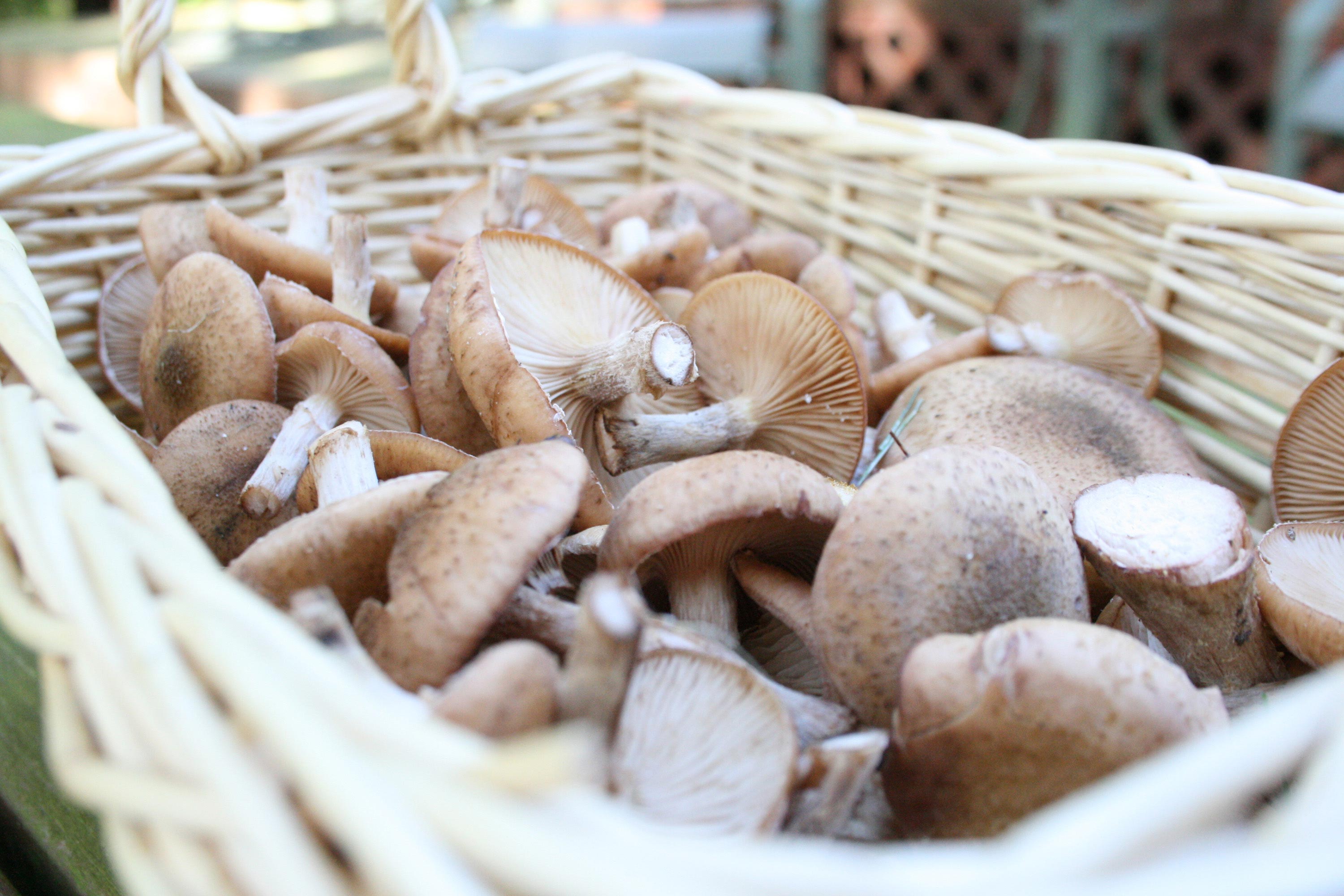 кулинарные лайфхаки, советы кухонные