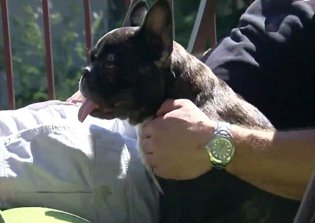 бульдог прогнал медведей, бульдог напал на медведей