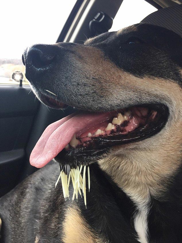 Борода из иголок: крайне неудачная встреча собак с дикобразом борода из иголок, собаки против дикобраза, собаки после встречи с дикобразом