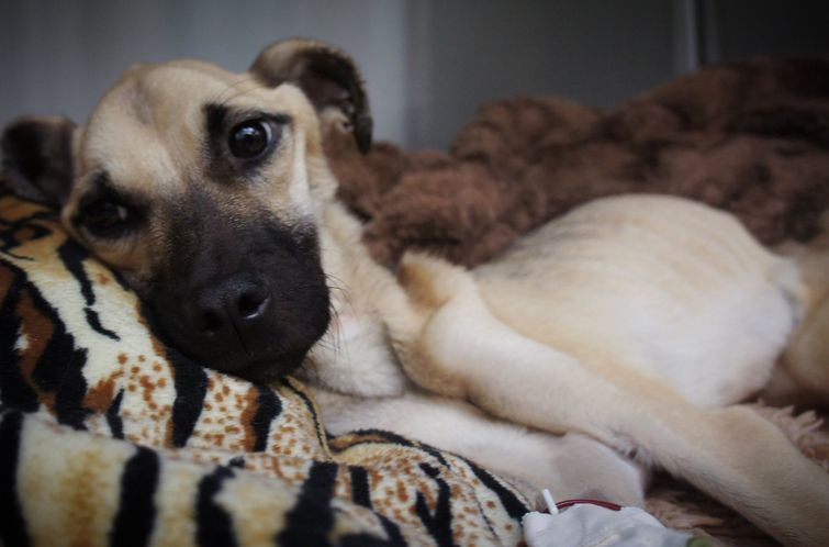 История спасения истощённой собаки, невероятное преображение истощённой собаки, dog angel